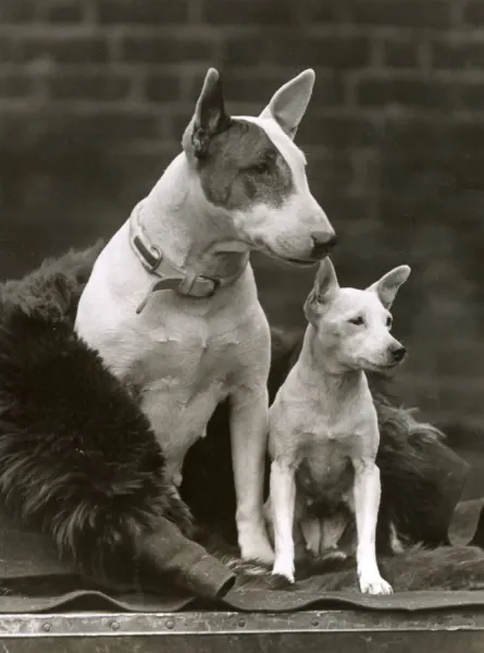 1932 Print of Bull Terriers Standing Art Prints, Posters