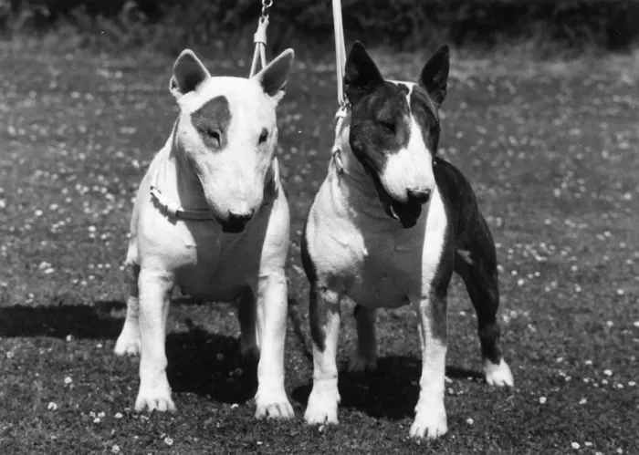 Framed Print : 2 BULL TERRIERS / 1973 Framed Print : 2 BULL TERRIERS / 1973