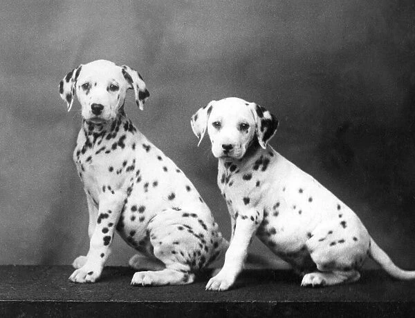 2 Dalmatian Puppies  /  1938