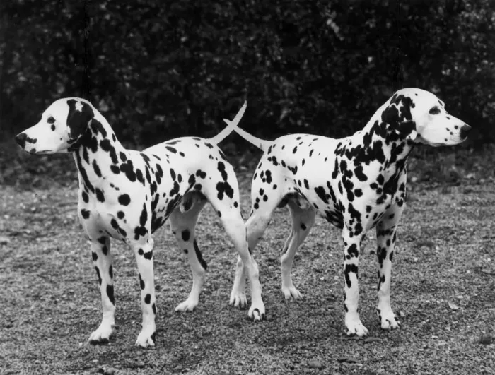 Framed Print : 2 DALMATIANS / 1963 Framed Print : 2 DALMATIANS / 1963