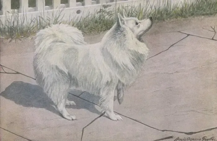 Framed Print : Spitz, with white fur raising its front paw Date: 20th century Framed Print : Spitz, with white fur raising its front paw Date: 20th century