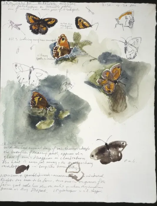 Framed Print : 20th Century Art: Wildlife sketch no. 30, by David Measures Framed Print : 20th Century Art: Wildlife sketch no. 30, by David Measures