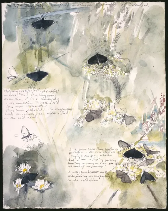 Framed Print : 20th Century Art: Wildlife sketch no. 27, by David Measures Framed Print : 20th Century Art: Wildlife sketch no. 27, by David Measures