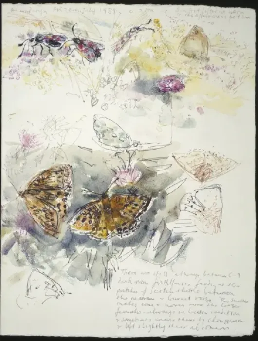 Framed Print : 20th Century Art: Wildlife sketch no. 35, by David Measures Framed Print : 20th Century Art: Wildlife sketch no. 35, by David Measures