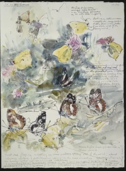 Framed Print : 20th Century Art: Wildlife sketch no. 39, by David Measures Framed Print : 20th Century Art: Wildlife sketch no. 39, by David Measures