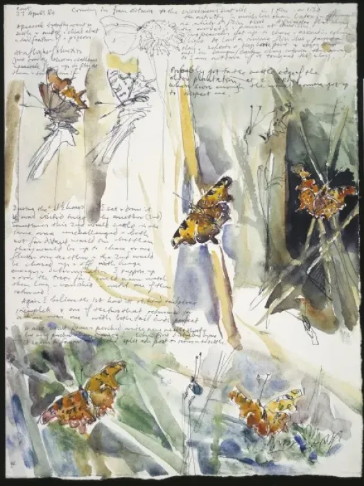 Framed Print : 20th Century Art: Wildlife sketch no. 34, by David Measures Framed Print : 20th Century Art: Wildlife sketch no. 34, by David Measures