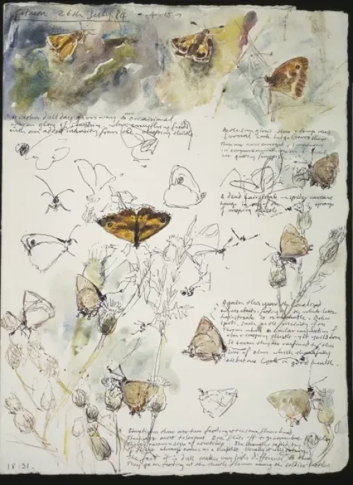 Framed Print : 20th Century Art: Wildlife sketch no. 38, by David Measures Framed Print : 20th Century Art: Wildlife sketch no. 38, by David Measures