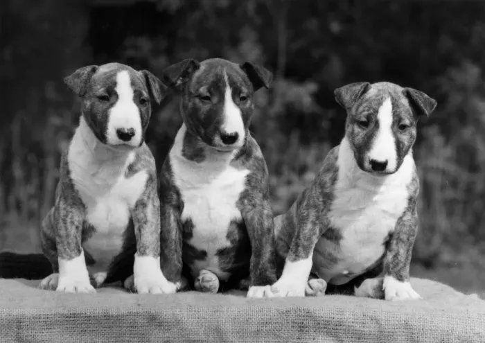 Framed Print : 3 BULL TERRIER PUPS / 1975 Framed Print : 3 BULL TERRIER PUPS / 1975