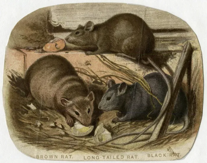 Framed Print : 3 RATS NIBBLING 19C Framed Print : 3 RATS NIBBLING 19C