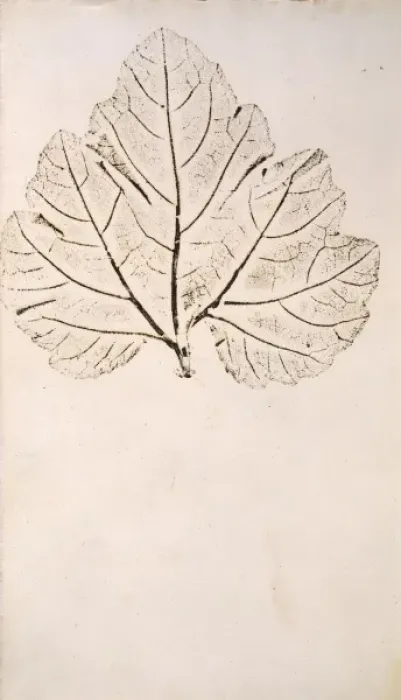 Framed Print : Leaf. Nature print by Jane Colden, 1740-50 s Framed Print : Leaf. Nature print by Jane Colden, 1740-50 s