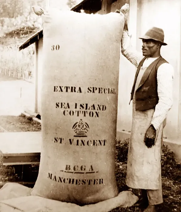 Framed Print : 360 lb bale of cotton, St Vincent, Caribbean Framed Print : 360 lb bale of cotton, St Vincent, Caribbean