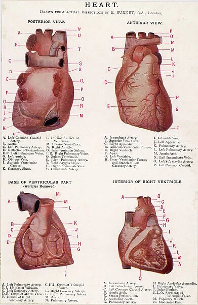 4 Views of Heart