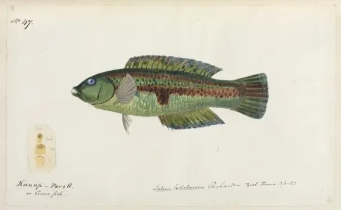 Framed Print : Fish. One of 67 original water colour drawings of Mammals, Reptiles Framed Print : Fish. One of 67 original water colour drawings of Mammals, Reptiles