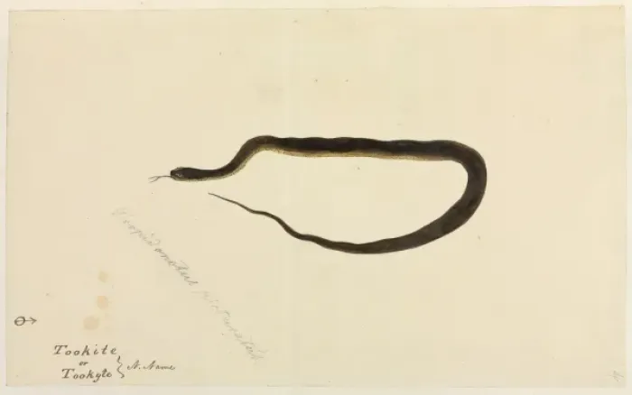 Framed Print : Snake. One of 67 original water colour drawings of Mammals, Reptiles