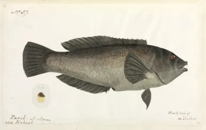 Framed Print : Fish. One of 67 original water colour drawings of Mammals, Reptiles Framed Print : Fish. One of 67 original water colour drawings of Mammals, Reptiles