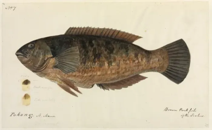 Framed Print : Fish. One of 67 original water colour drawings of Mammals, Reptiles Framed Print : Fish. One of 67 original water colour drawings of Mammals, Reptiles