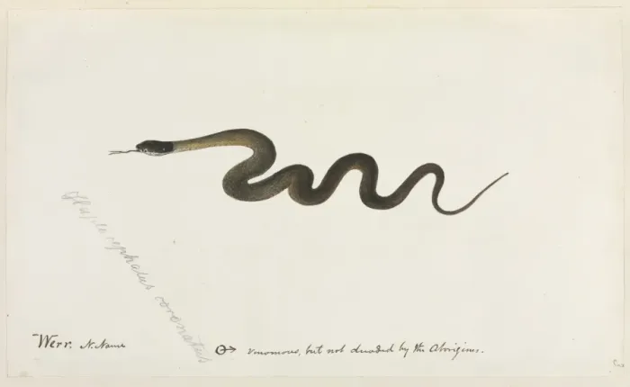 Framed Print : Snake. One of 67 original water colour drawings of Mammals, Reptiles Framed Print : Snake. One of 67 original water colour drawings of Mammals, Reptiles