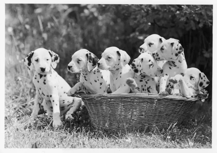 Framed Print : 7 DALMATIAN PUPS / 1946 Framed Print : 7 DALMATIAN PUPS / 1946