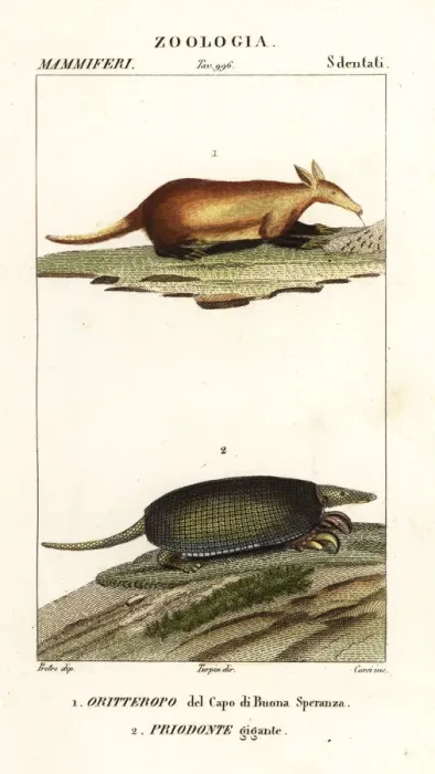 Framed Print : Aardvark and giant armadillo Framed Print : Aardvark and giant armadillo