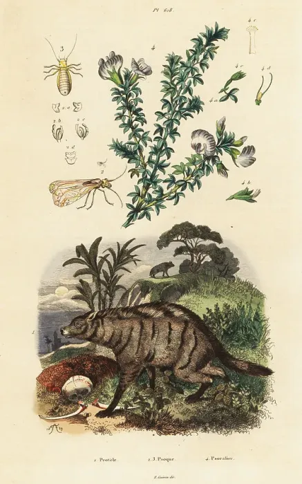 Framed Print : Aardwolf, Arabian pea and louse Framed Print : Aardwolf, Arabian pea and louse