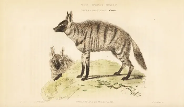 Framed Print : Aardwolf, Proteles cristata Framed Print : Aardwolf, Proteles cristata