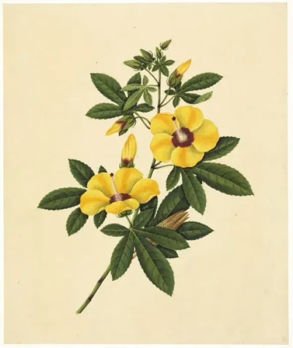 Framed Print : Abelmoschus esculentus, ladys fingers Framed Print : Abelmoschus esculentus, ladys fingers