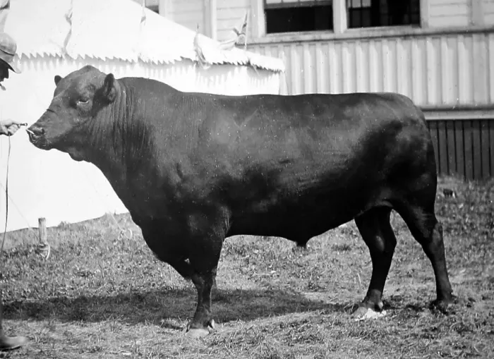 Framed Print : Aberdeen Angus Cattle Framed Print : Aberdeen Angus Cattle