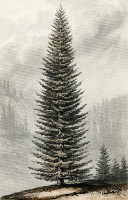 Framed Print : Abies Menziesii Framed Print : Abies Menziesii