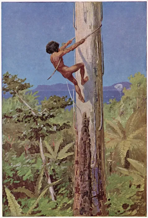 Framed Print : An Aboriginal climbs a tree Date: circa 1900 Framed Print : An Aboriginal climbs a tree Date: circa 1900