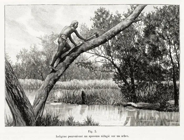 Framed Print : An aboriginal of Victoria, hunting a possum which has taken refuge in a tree Date: 1902 Framed Print : An aboriginal of Victoria, hunting a possum which has taken refuge in a tree Date: 1902