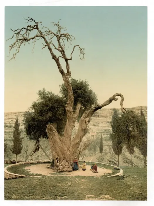 Framed Print : Abrahams tree Mamreh, Hebron, Holy Land, (i. e. West Bank) Framed Print : Abrahams tree Mamreh, Hebron, Holy Land, (i. e. West Bank)