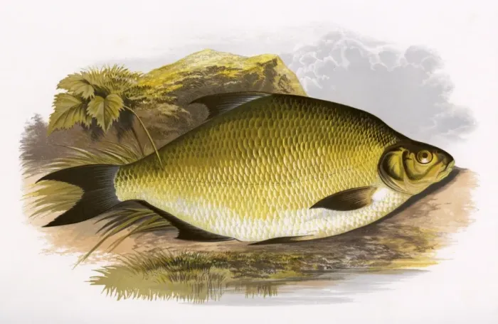 Framed Print : Abramis brama, or Common Bream Framed Print : Abramis brama, or Common Bream