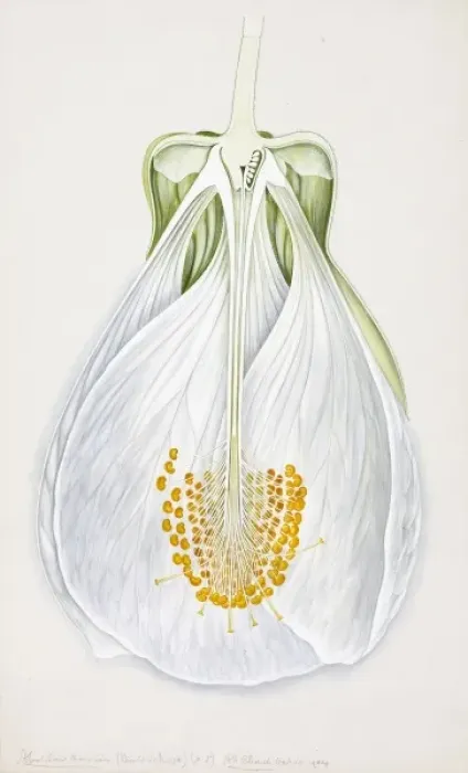 Framed Print : Abutilon darwini Framed Print : Abutilon darwini