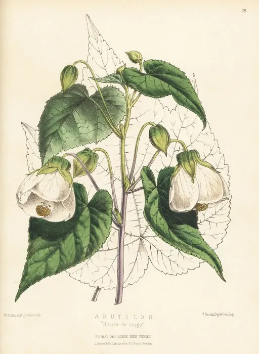 Framed Print : Abutilon hybrid, Boule de neige Framed Print : Abutilon hybrid, Boule de neige