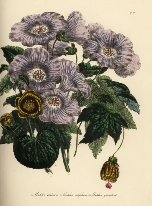 Framed Print : Abutilon species Framed Print : Abutilon species