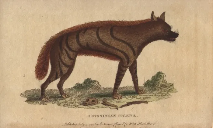 Framed Print : Abyssinian hyena, Hyaena aethiopicus Framed Print : Abyssinian hyena, Hyaena aethiopicus