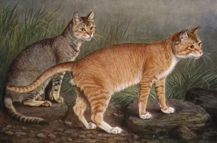 Framed Print : Abyssinian and Indian Framed Print : Abyssinian and Indian