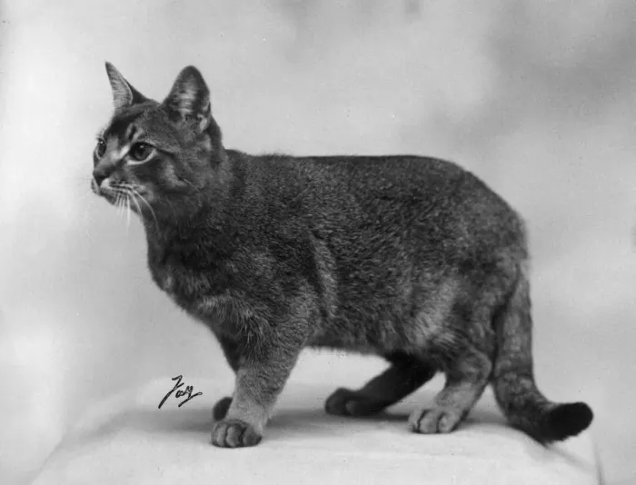 Framed Print : ABYSSINIAN STANDING Framed Print : ABYSSINIAN STANDING