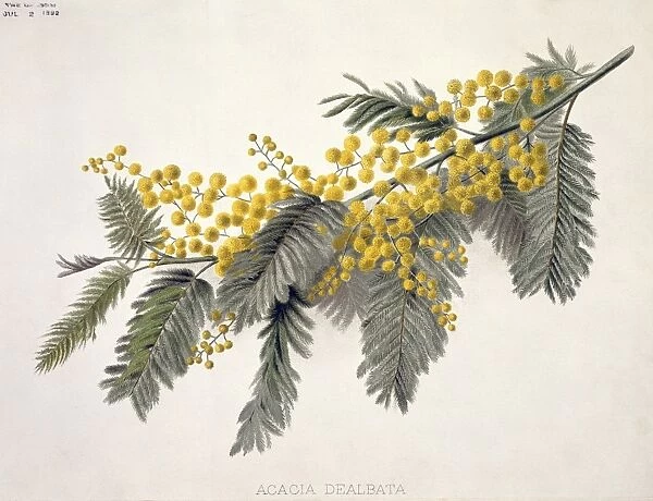 Acacia dealbata, mimosa or silver wattle