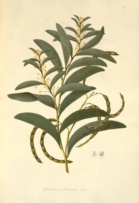 Framed Print : Acacia legnota, wattle Framed Print : Acacia legnota, wattle