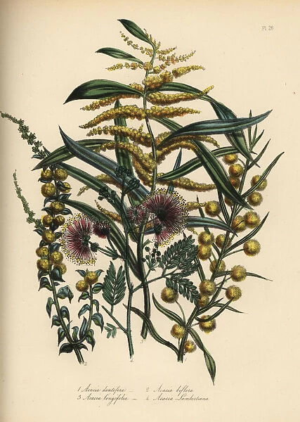 Acacia or wattle species