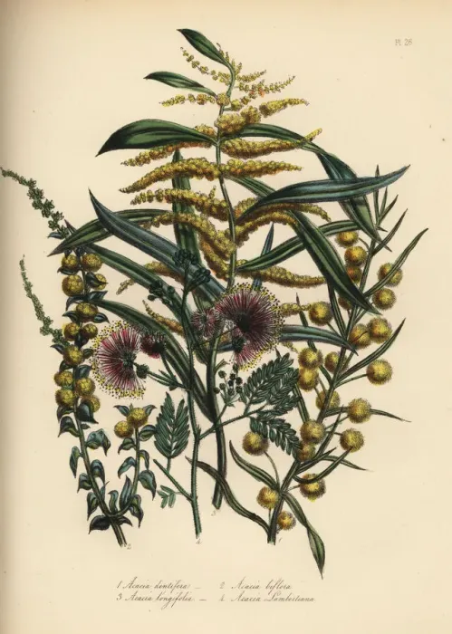 Framed Print : Acacia or wattle species Framed Print : Acacia or wattle species