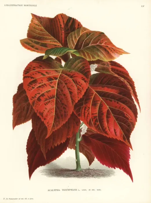Framed Print : Acalypha wilkesiana foliage plant Framed Print : Acalypha wilkesiana foliage plant