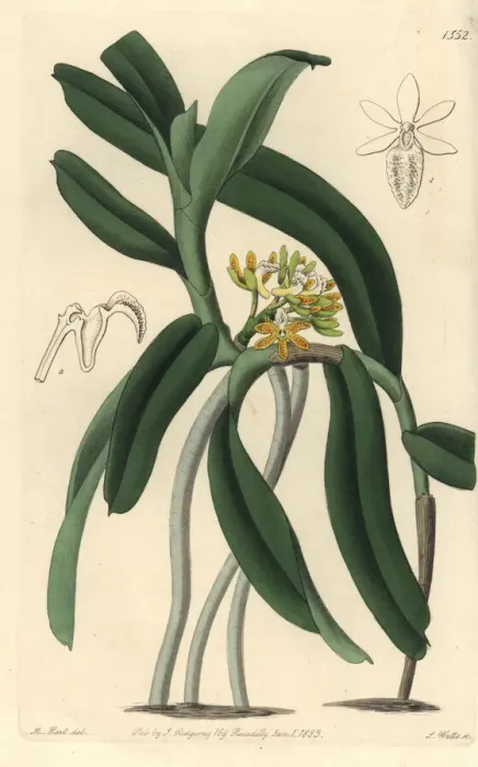 Framed Print : Acampe praemorsa orchid Framed Print : Acampe praemorsa orchid