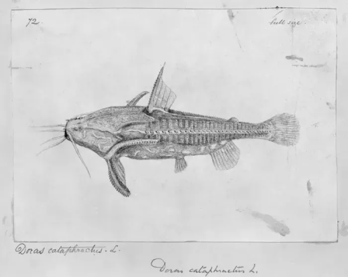 Framed Print : Acanthodoras cataphractus, spiny catfish Framed Print : Acanthodoras cataphractus, spiny catfish