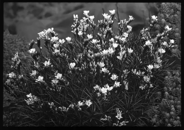Framed Print : Acantholimon Glumaceum (Prickly Thrift) Framed Print : Acantholimon Glumaceum (Prickly Thrift)