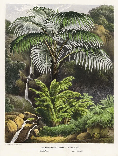 Acanthophoenix crinita palm tree
