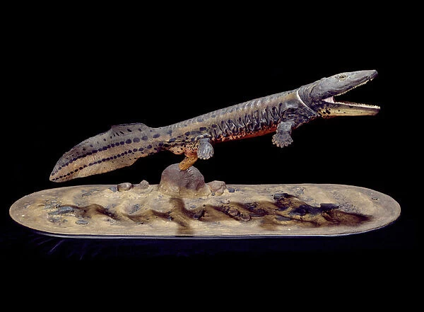Acanthostega. Model of one of the earliest tetrapods