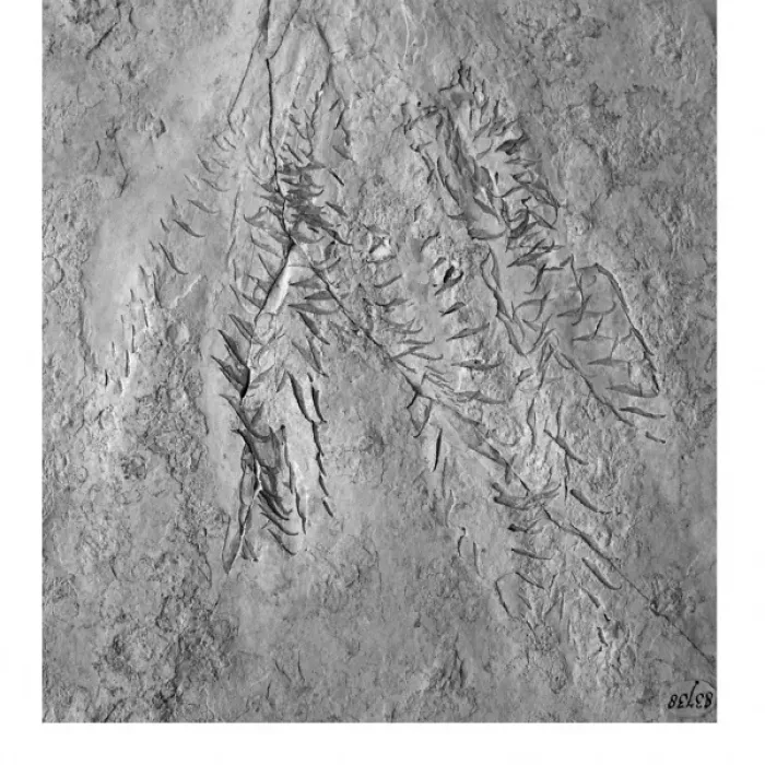 Framed Print : Acanthoteuthis (Belemnoteuthis) speciosus, belemnite Framed Print : Acanthoteuthis (Belemnoteuthis) speciosus, belemnite