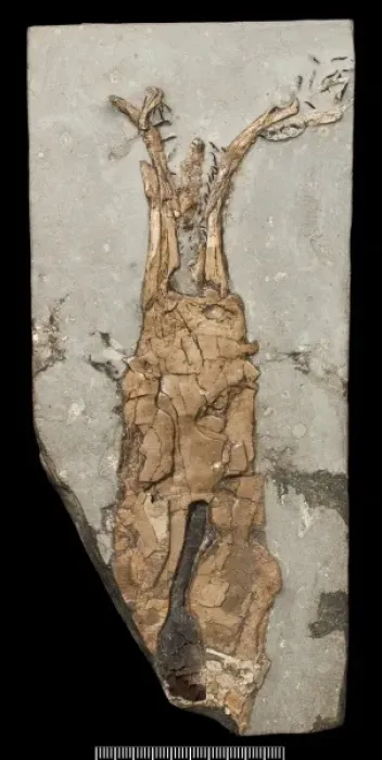 Framed Print : Acanthoteuthis, a fossil coleoid Framed Print : Acanthoteuthis, a fossil coleoid